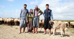 Adana’da hayvancılık yapan aile, yaşamını çadırda sürüyor