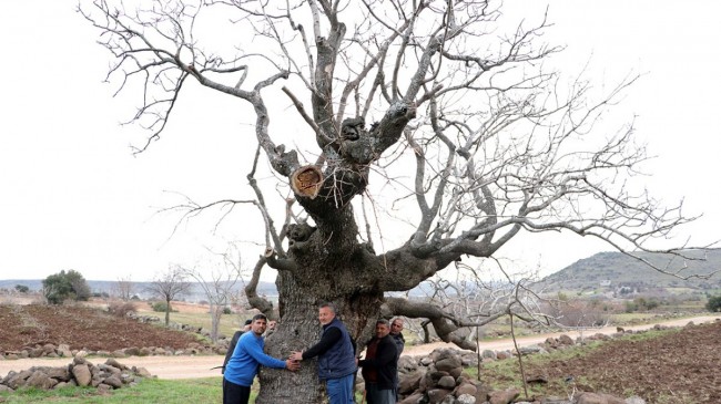 Gaziantep’te 7 asırlık fıstık ağacı, yılda 200 kilo ürün veriyor